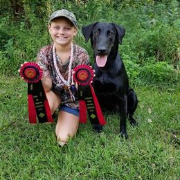Labrador Retriever All Grown Up from Kicking Bird Gun Dogs