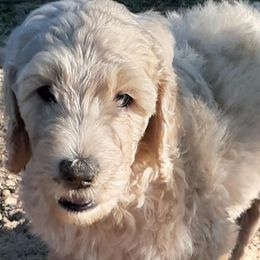 Goldendoodles and Poodles from Harpers Doodles and Poodles