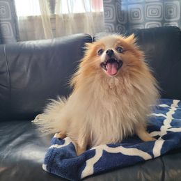 Daisy - Pomeranian