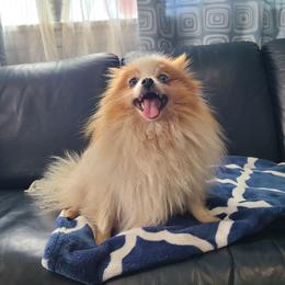 Daisy - Pomeranian
