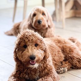 Goldendoodles from Bailey’s Doodles