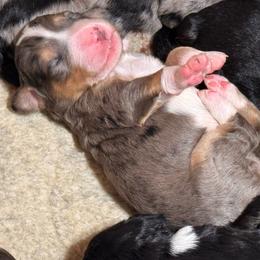Leia - Blue merle female Bernedoodle puppy in Springfield, Missouri from Doodle Dandy Bernedoodles