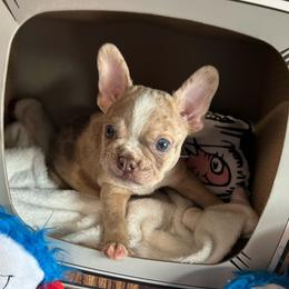 Allium - Fawn male Companion Cross puppy in Peru, Indiana from Angie's Little Bostons And Frenchies