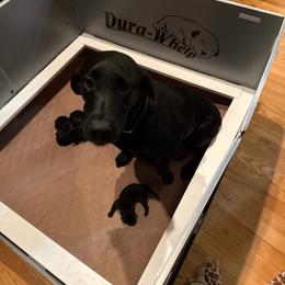 Girl 5 - Black female Labrador Retriever puppy in Black Creek, Wisconsin from Copper View Farm German Shepherds and Labrador Retreivers