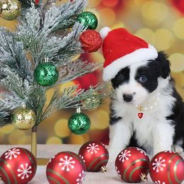 Reese - Black and white female Border Collie puppy in Franklin, Maine from Broad Meadow Borders