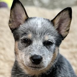 Female 3 - Blue speckled female Australian Cattle Dog puppy in Escondido, California from Tin Roof Australian Cattle Dogs