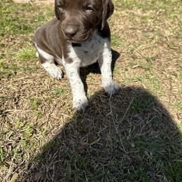 German Shorthaired Pointer Puppies from Echo Acres Farm