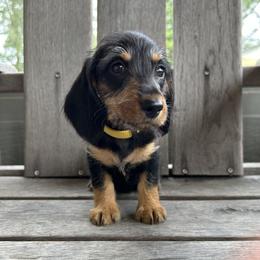 Yellow - Black and tan female Dachshund puppy in New Caney, Texas from Liberty Dachs