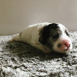 Cockapoo Puppies from Oodles of Doodles and Love