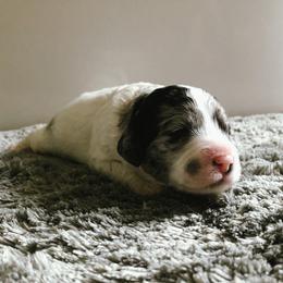 Cockapoo Puppies from Oodles of Doodles and Love