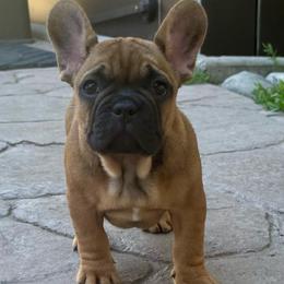 Junior from OFA'd Parents - Fawn male French Bulldog puppy in Billings, Montana from Yellowstone Frenchies