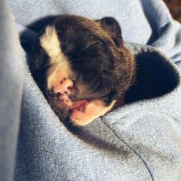 American Foxhound and American Staffordshire Terrier Puppies from Whitlow Kennel