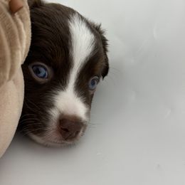 Miniature Australian Shepherd and Toy Australian Shepherd Puppies from Ollie's Aussies