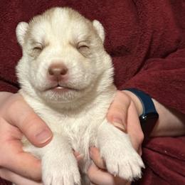 Sitka - Sable and white male Siberian Husky puppy in Avoca, Michigan from Repurposed Paradise Farm