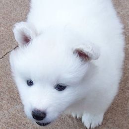 Samoyed Puppies from Galaxy Samoyeds