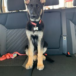 German Shepherd Puppies from Sevilla German Shepherds