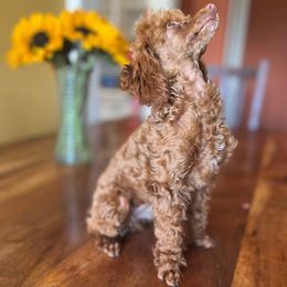 Reba - Red  female Poodle puppy in Phoenix, Arizona from La Petite poodle