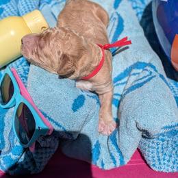 Red Collar - Apricot male Goldendoodle puppy in Olympia, Washington from Sinclairdoodles