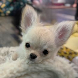 Claire - Cream Chihuahua puppy in Bucks County, Pennsylvania from Sweet Bean Chihuahuas