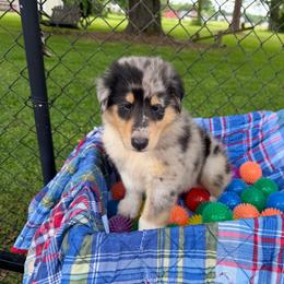 Garnet - Blue merle white and tan male Collie puppy in Carencro, Louisiana from Cajun Bayou's Collies LLC