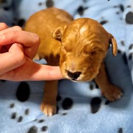 Goldendoodle Puppies from Mini Goldendoodles