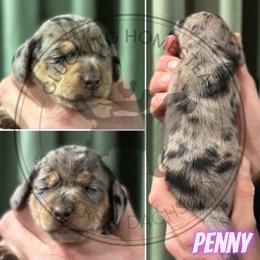 Penny - Dapple female Dachshund puppy in Fond Du Lac, Wisconsin from Clucking Homestead Springers & Dachshunds