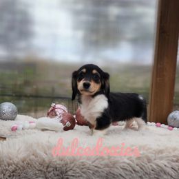 Girl 1 - Piebald Dachshund puppy in Redding, California from Dulcedoxies