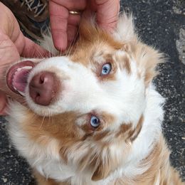 Aussiedoodles, Miniature Australian Shepherds, and Toy Australian Shepherds from WilderAcre