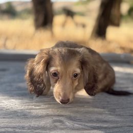 Flower - Cream female Dachshund puppy in Pendleton, Oregon from Upper Rock Creek Dachshunds
