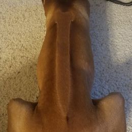 Rhodesian Ridgebacks from Tijuca Ridgebacks