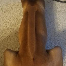 Rhodesian Ridgebacks from Tijuca Ridgebacks