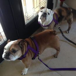 English Bulldog and French Bulldog All Grown Up from Superb Bulldogs
