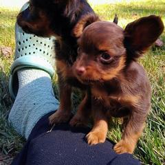 Akita, Russian Toy, and Whippet Puppies from Crossway Akitas, Whippets, & Russian Toys