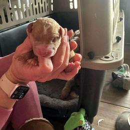 Mickey - Apricot male Goldendoodle puppy in Tucson, Arizona from Ever After Doodles Arizona