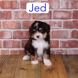 Jed - Chocolate male Assorted Doodle Crosses puppy in Calhoun, Georgia from Happy Top Doodles