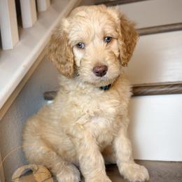 Henry (green collar) - Apricot male Goldendoodle puppy in Murrieta, California from Apricot Poodles & Goldendoodles, LLC