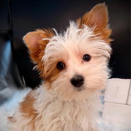 Sassy mac - Parti female Yorkshire Terrier puppy in Machesney Park, Illinois from Three Yorkie Family