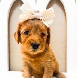 Iris - Red  female Goldendoodle puppy in Peoria, Arizona from Cactus Doods
