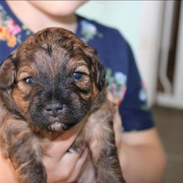 Gary - Brindle male Shihpoo puppy in Mifflintown, Pennsylvania from Curls & Paws Canines