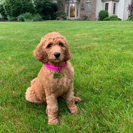 Goldendoodle Puppies from Two Ps in a Pod