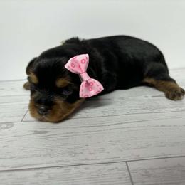 Yorkshire Terrier Puppies from Nalley Kennels