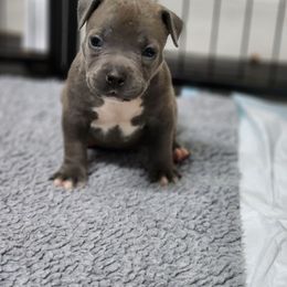 Girl 6 - Blue American Pit Bull Terrier puppy in Pensacola, Florida from Alpha Alliance Kennels