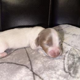Dachshund Puppies from Sweet Peach Minis