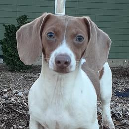 Nutmeg - Dachshund