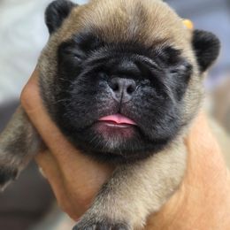 Blue collar boy Tonka - Fawn male French Bulldog puppy in Polk City, Florida from Best Friend Frenchies, LLC