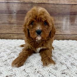 Cinnamon - Red female Cavapoo puppy in Beresford, South Dakota from DAKOTA DOOD RANCH