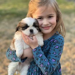 Shih Tzu Puppies from Shih Tzus To Love
