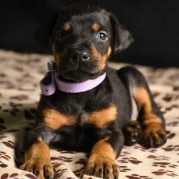 Echo - Black and rust female Doberman Pinscher puppy in Overton, Texas from Obsidian Kennel