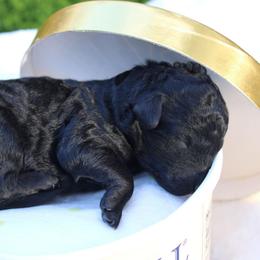 Cherry Garcia - Black female Goldendoodle puppy in Flagstaff, Arizona from Pat's Poodle Pups & Moore