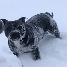 Cowboy - Staffordshire Bull Terrier